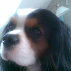 Cavalier king charles spaniel Lisbethsminde's James 