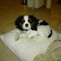 Cavalier king charles spaniel Lisbethsminde's James 