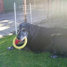 Labrador retriever buller *Død