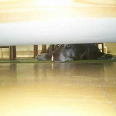 Labrador retriever buller *Død