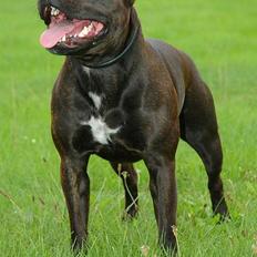 Staffordshire bull terrier WESTLUND FRIDA