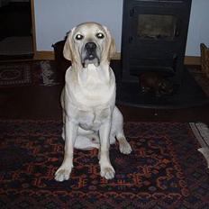 Labrador retriever Mackin.