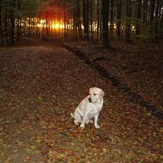Labrador retriever Mackin.