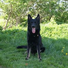 Schæferhund Tobila`s Felix