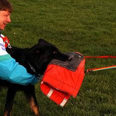 Schæferhund Tobila`s Felix