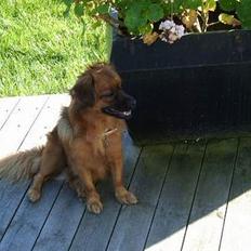 Blanding af racer Chios ~ Græsk Gadehund ~