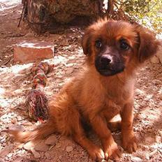 Blanding af racer Chios ~ Græsk Gadehund ~