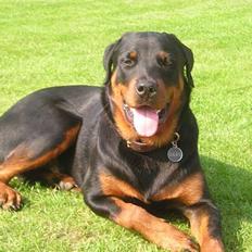 Rottweiler Balou