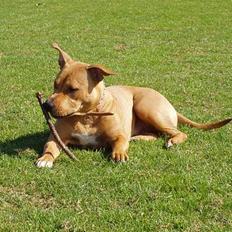Amerikansk staffordshire terrier Koda