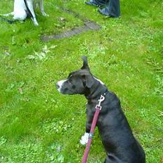 Amerikansk staffordshire terrier Kejser