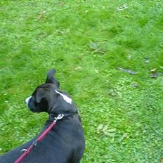 Amerikansk staffordshire terrier Kejser