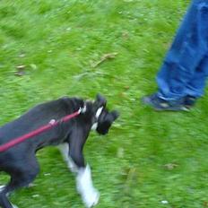 Amerikansk staffordshire terrier Kejser