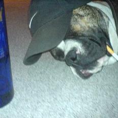 Amerikansk bulldog chang