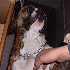 Amerikansk bulldog chang