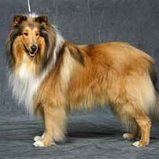 Collie langhåret jackie