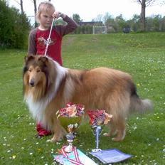 Collie langhåret jackie