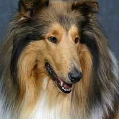 Collie langhåret jackie