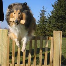 Collie langhåret Vicky