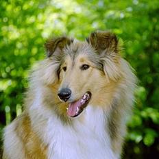 Collie langhåret Vicky