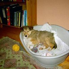 Collie langhåret Vicky