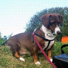 Blanding af racer Prima