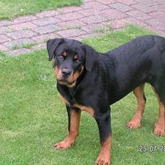 Rottweiler Fie  R.I.P