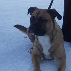 Blanding af racer Freja