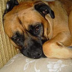 Blanding af racer Freja