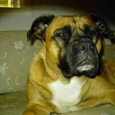 Blanding af racer Freja