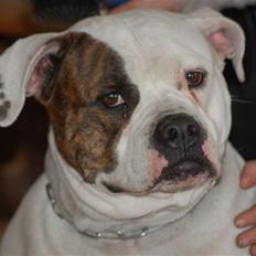 Amerikansk bulldog Østergårds Kelly osbuorne
