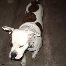 Amerikansk bulldog Østergårds Kelly osbuorne