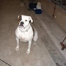 Amerikansk bulldog Østergårds Kelly osbuorne