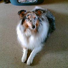 Shetland sheepdog Poulsgaards Bill Gates