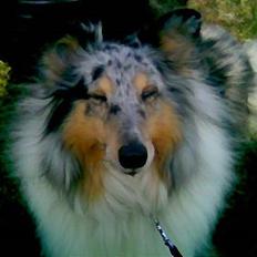 Shetland sheepdog Poulsgaards Bill Gates