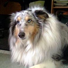 Shetland sheepdog Poulsgaards Bill Gates