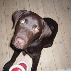 Labrador retriever Ollie (Gilbak´s Robin)