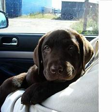 Labrador retriever Ollie (Gilbak´s Robin)