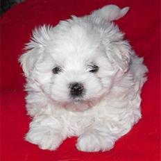 Malteser Donna nu med lille søster