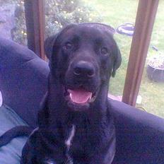 Blanding af racer Psycho