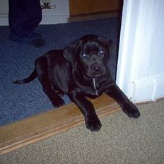 Blanding af racer Psycho