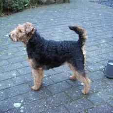 Welsh terrier Fie