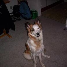 Blanding af racer Nikki *død*