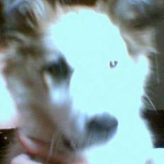 Blanding af racer Nikki *død*