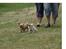 Chihuahua Nuggi
