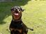 Rottweiler Clair (R.I.P 2010) - Clair 2 år