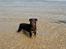 Rottweiler Clair (R.I.P 2010) - Clair på stranden