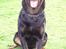 Rottweiler Tyson ( R.I.P 2/10-2013) - Tyson oktober 2006