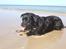 Rottweiler Tyson ( R.I.P 2/10-2013) - Tyson 2008 - Løkken strand