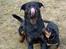 Rottweiler Tyson ( R.I.P 2/10-2013) - far Tyson hygge med en hvalp