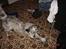 Blanding af racer Skuggi  R.I.P 5 marts 08